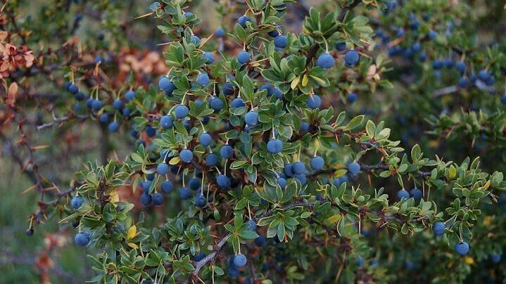 Calafate1|calafate2|calafate1|Carola Correa Chef